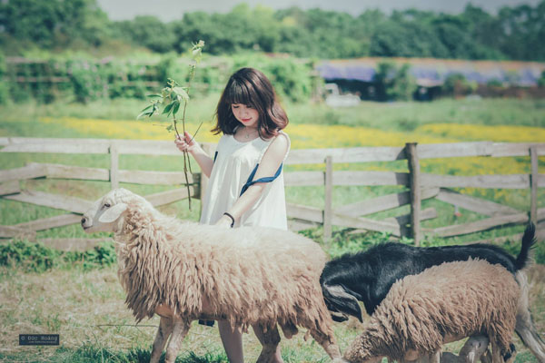 GIải Nhiều like nhất